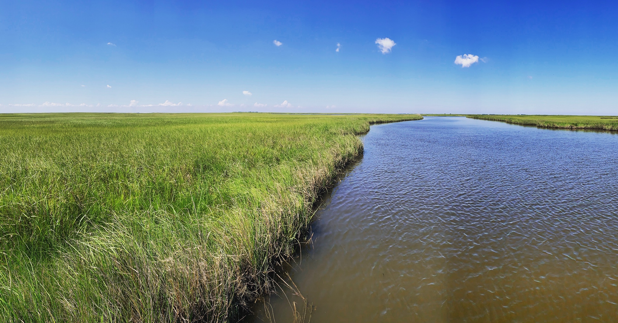 Salt marshes support a productive ecosystem and food web. Photo credit: A. McDonald