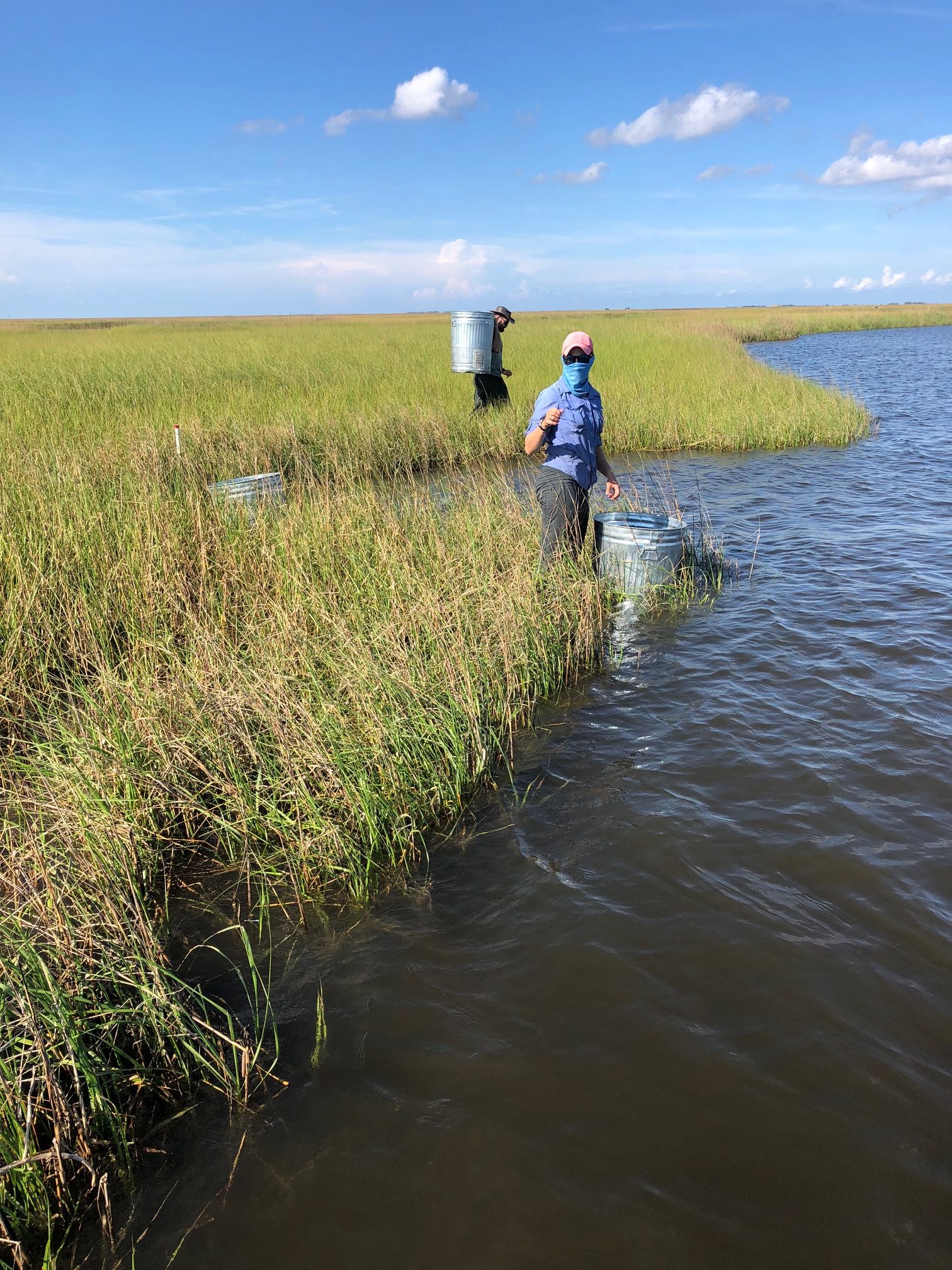 Cylinders are placed along the marsh edge and water pumps are used to suction all the water out and filter for small epifaunal organisms. Photo credit: C. Martin