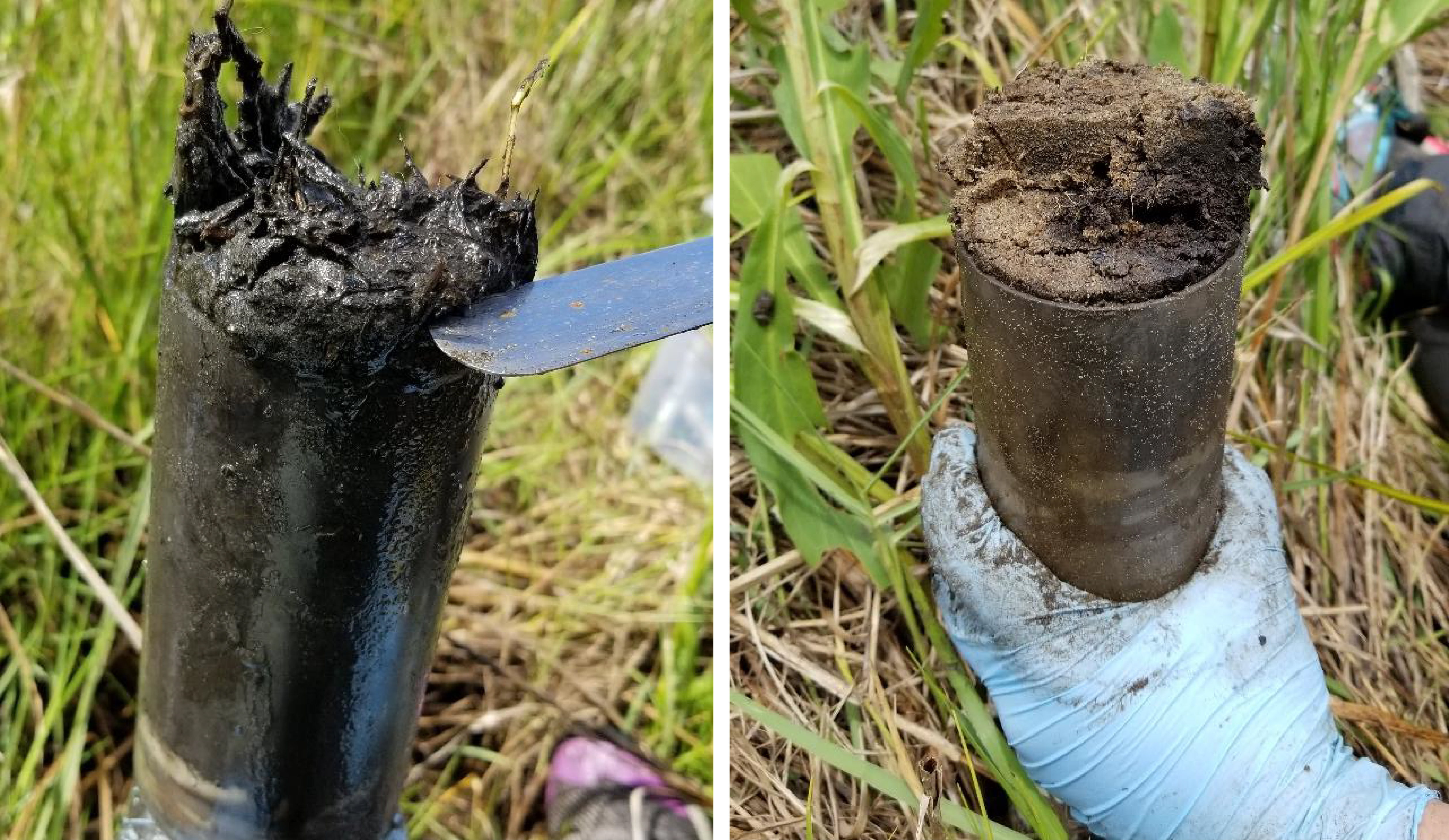 Sediment core collections. Left: from sandy dredge deposits at Lake Hermitage marsh creation site. Right: organic, mud rich sediments from natural marshes. Credit: Annette Engel.